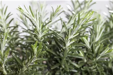 Rosmarinus officinalis 'Prostratus'