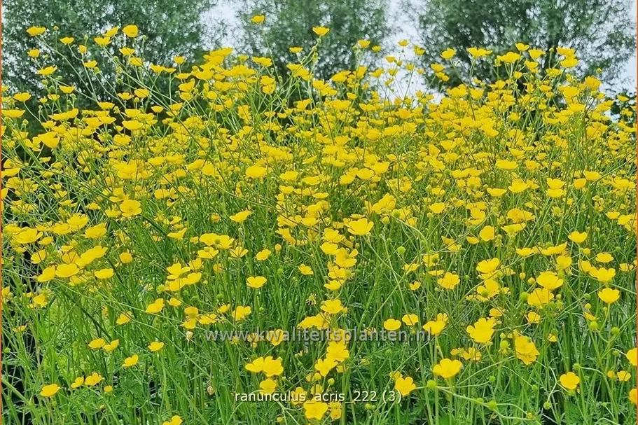 Ranunculus acris