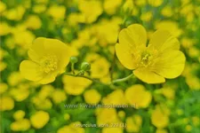 Ranunculus acris