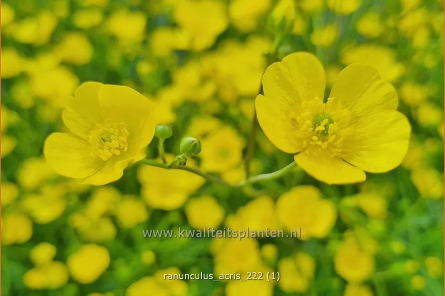 Ranunculus acris