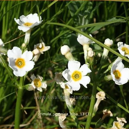 Primula japonica 'Alba'