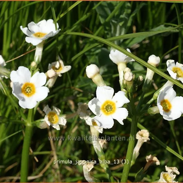 Primula japonica 'Alba'
