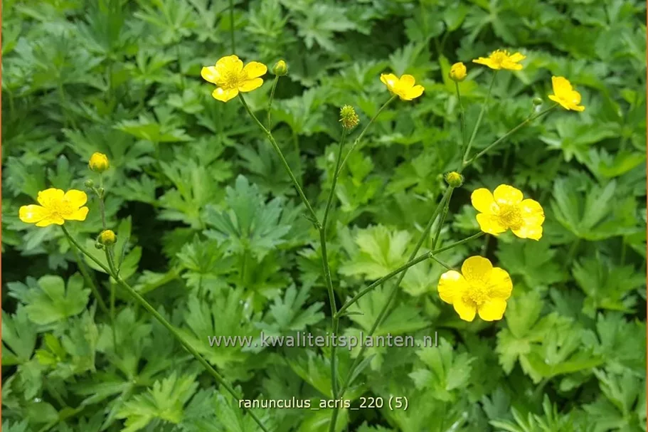 Ranunculus acris