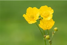Ranunculus acris