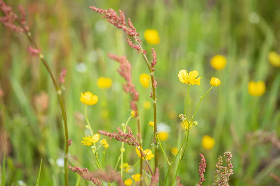 Ranunculus acris