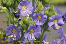 Polemonium caeruleum 'Bambino Blue'