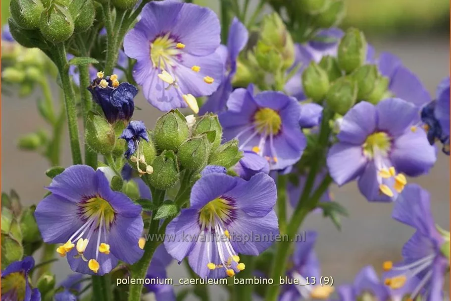 Polemonium caeruleum 'Bambino Blue'