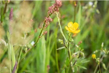 Ranunculus acris