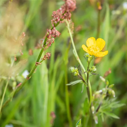 Ranunculus acris
