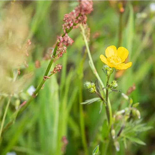 Ranunculus acris