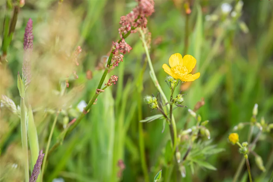 Ranunculus acris