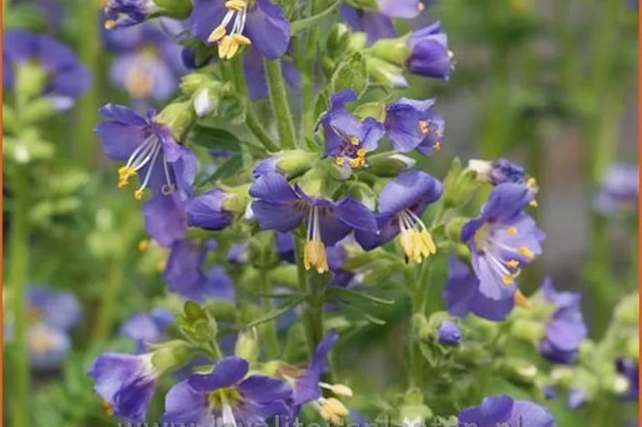 Polemonium caeruleum 'Bambino Blue'