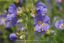 Polemonium caeruleum 'Bambino Blue'