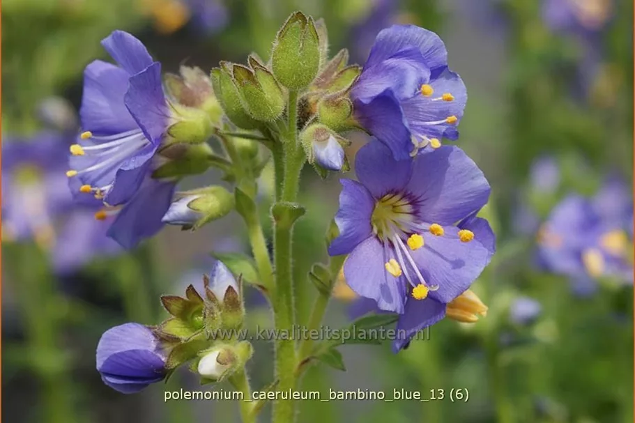 Polemonium caeruleum 'Bambino Blue'