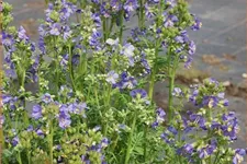 Polemonium caeruleum 'Bambino Blue'