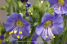Polemonium caeruleum 'Bambino Blue'