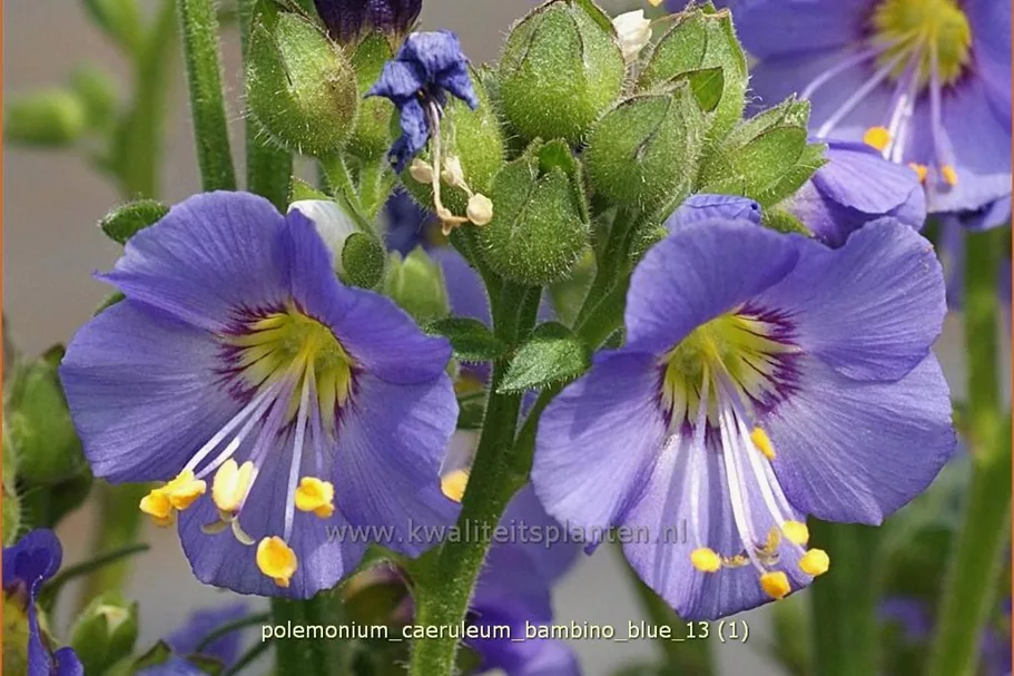 Polemonium caeruleum 'Bambino Blue'