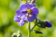 Polemonium caeruleum 'Bambino Blue'