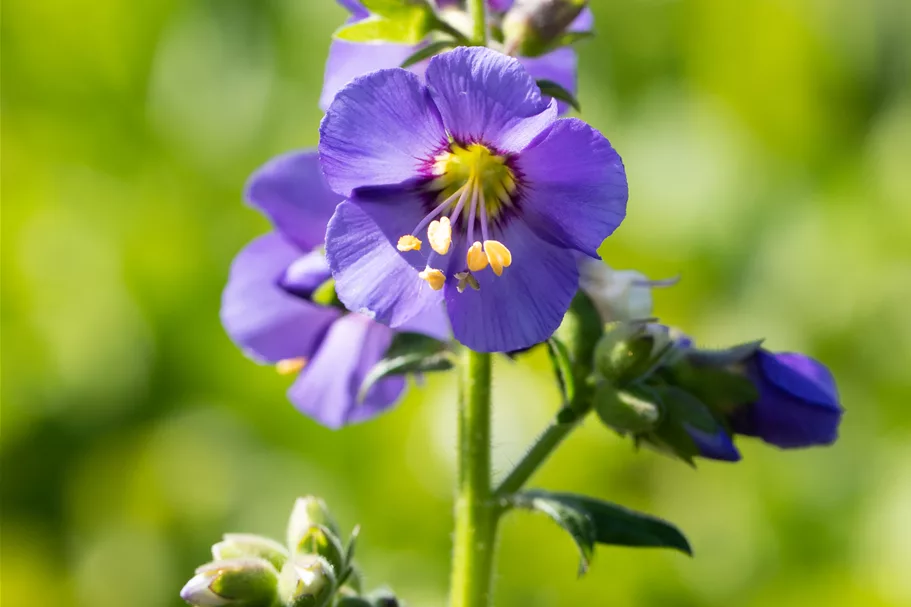 Polemonium caeruleum 'Bambino Blue'
