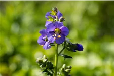 Polemonium caeruleum 'Bambino Blue'