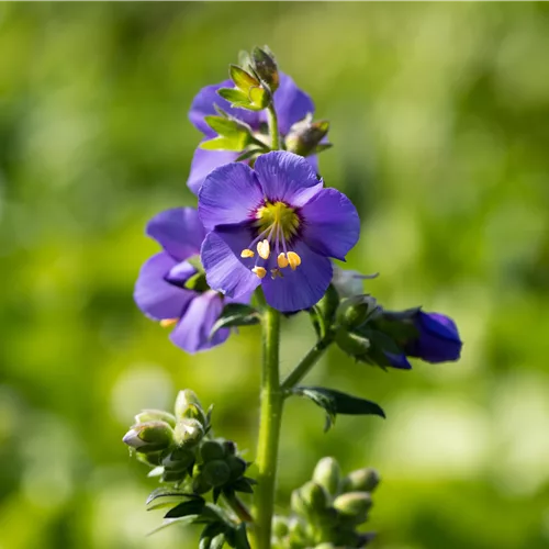 Polemonium caeruleum 'Bambino Blue'
