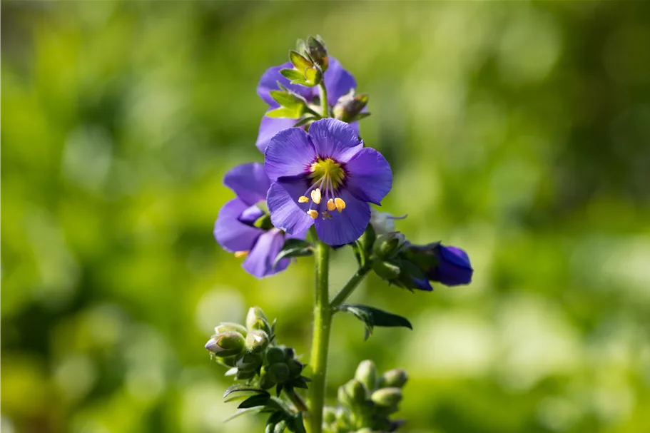 Polemonium caeruleum 'Bambino Blue'