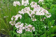 Primula japonica 'Apple Blossom'
