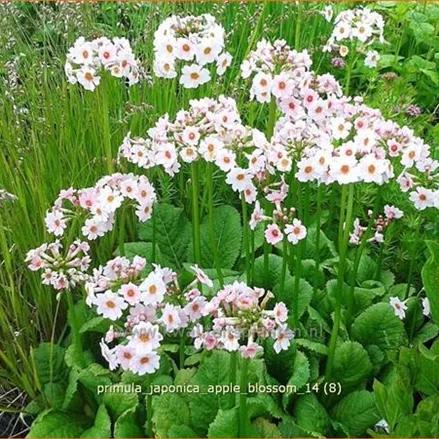 Primula japonica 'Apple Blossom'