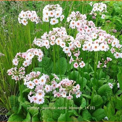 Primula japonica 'Apple Blossom'