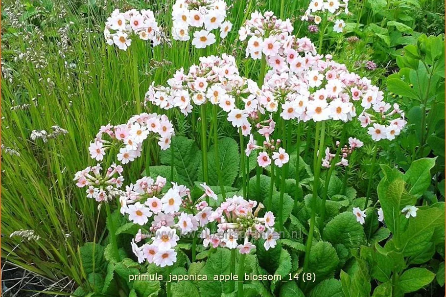 Primula japonica 'Apple Blossom'
