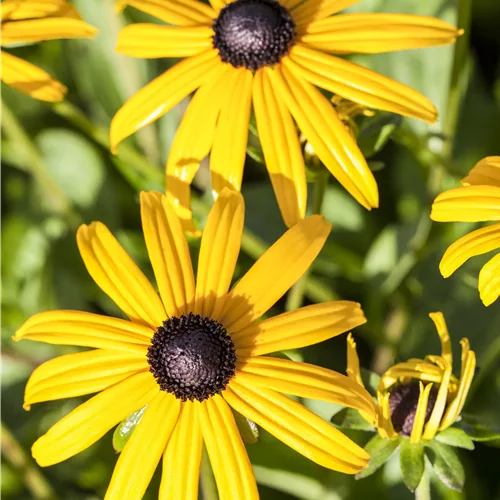 Rudbeckia fulgida var. sullivantii 'Goldsturm'