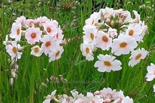Primula japonica 'Apple Blossom'