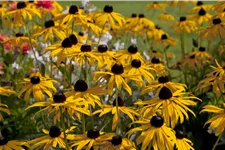 Rudbeckia fulgida var. sullivantii 'Goldsturm'