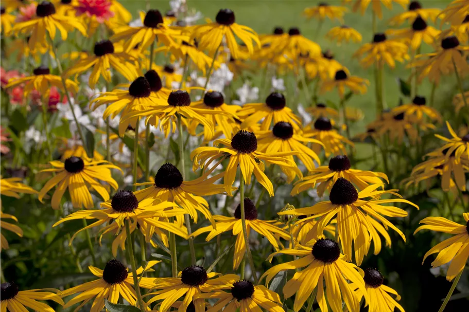 Rudbeckia fulgida var. sullivantii 'Goldsturm'