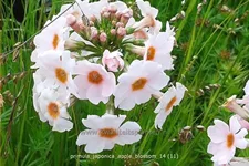 Primula japonica 'Apple Blossom'