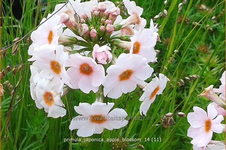 Primula japonica 'Apple Blossom'
