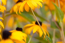 Rudbeckia fulgida var. sullivantii 'Goldsturm'