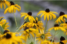 Rudbeckia fulgida var. sullivantii 'Goldsturm'