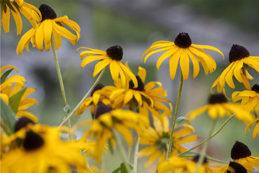 Rudbeckia fulgida var. sullivantii 'Goldsturm'