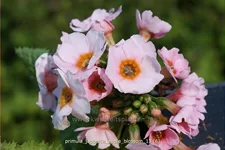 Primula japonica 'Apple Blossom'