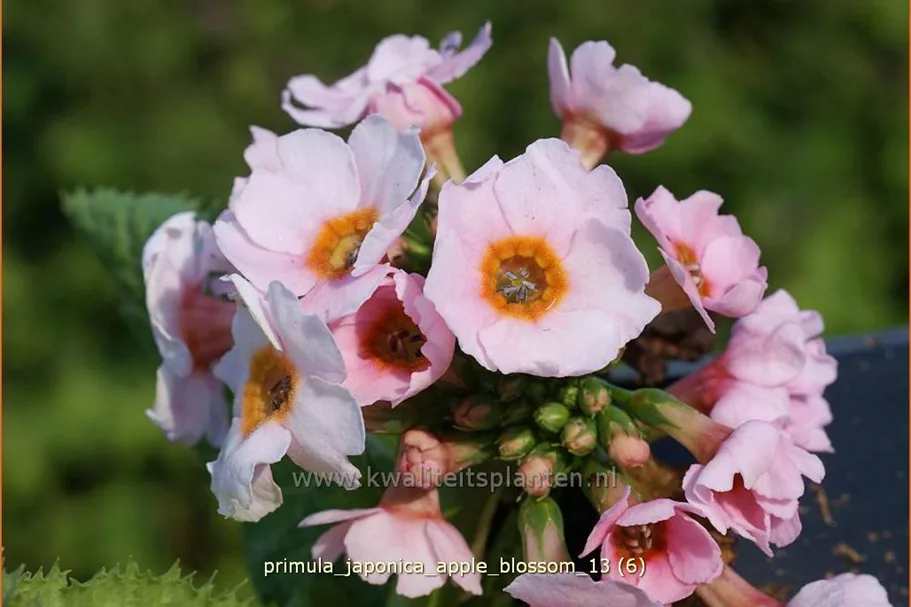 Primula japonica 'Apple Blossom'