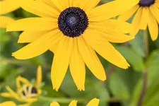 Rudbeckia fulgida var. sullivantii 'Goldsturm'