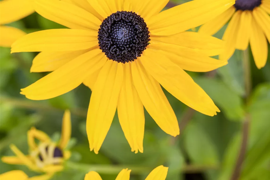 Rudbeckia fulgida var. sullivantii 'Goldsturm'