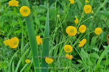 Ranunculus acris 'Multiplex'