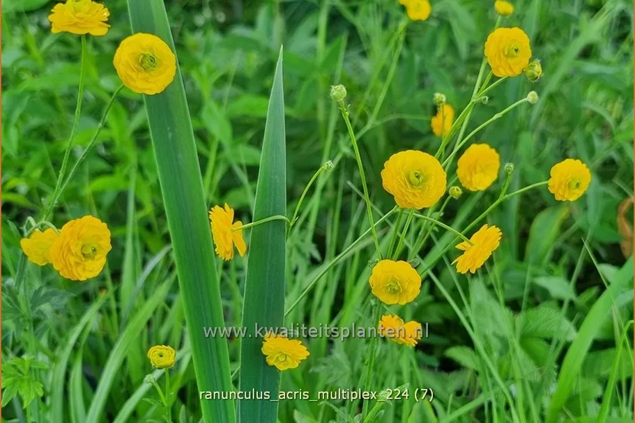 Ranunculus acris 'Multiplex'