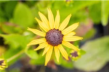 Rudbeckia fulgida var. sullivantii 'Goldsturm'