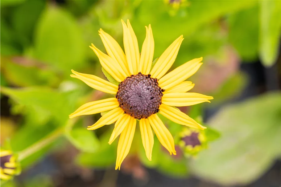 Rudbeckia fulgida var. sullivantii 'Goldsturm'