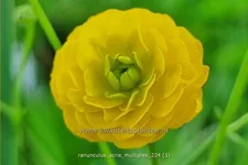 Ranunculus acris 'Multiplex'