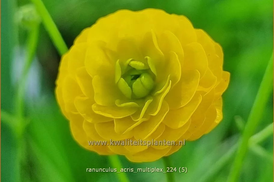 Ranunculus acris 'Multiplex'