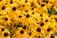 Rudbeckia fulgida var. sullivantii 'Goldsturm'
